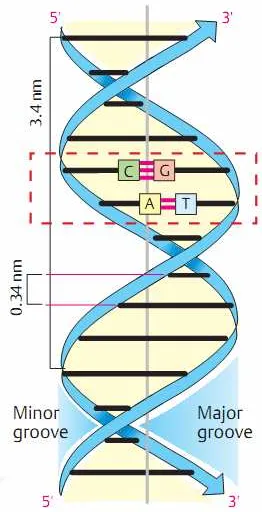 Gambar 2.8. Model Heliks Ganda Watson-Crick atau B-DNA dengan Arus Ganda 