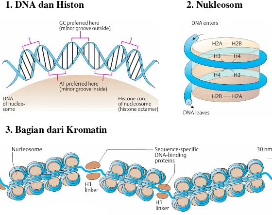 Gambar 2.11. DNA, Histon, dan Nukleosom dalam Kromatin 