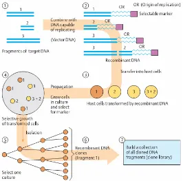 Gambar 2.23. Tahapan Proses Kloning DNA 