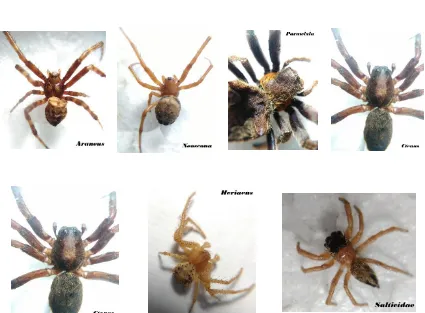 Gambar 2. Laba-laba di kawasan Cagar Alam Imogiri Bantul Yogyakarta 