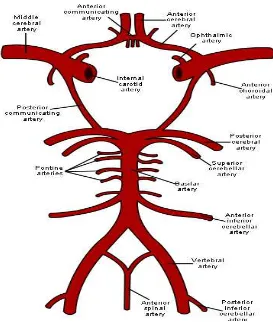 Gambar 2.1. Skema sirkulus willisi, arteri pada otak, dan batang otak (Tubbs, 
