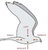 Gambar 1: Empat Gaya yang Bekerja pada Burung Terbang-Weight, Lift, Drag dan Thrust Sumber: Richard O
