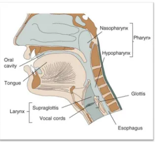 Gambar 1.1: Anatomi Nasofaring (Claudio et al., 2006). 