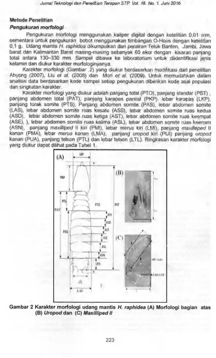 Gambar 2 Karakter morfologi udang mantis H. raphidea (A) Morfologi bagian atas 