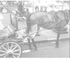 Gambar 5. Penampung kotoran kuda dari karung goni