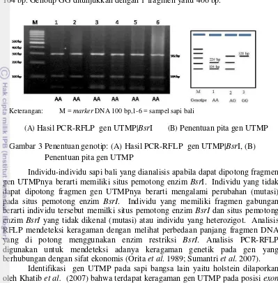 Gambar 3 Penentuan genotip: (A) Hasil PCR-RFLP  gen UTMP| 