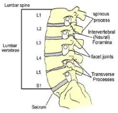 Gambar 2.1 Anatomi Lumbal (Stephen Kishner, M.D,MHA) 