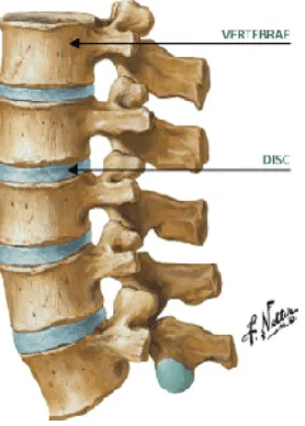 Gambar 2.2 Diskus Intervertebral dan Foramina Intervertebralis Tempat Keluarnya Akar Saraf (Frank H