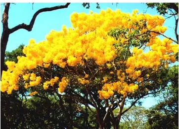 Gambar Pohon Kuning