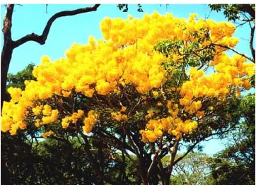 Gambar Pohon Kuning