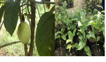 Gambar 1. Tanaman markisa sebagai 