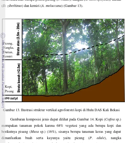 Gambar 13. Ilustrasi struktur vertikal agroforestri kopi di Hulu DAS Kali Bekasi 