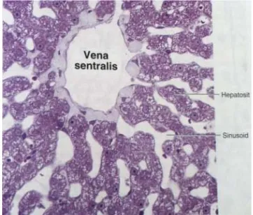 Gambar 2.5 Histologis Lobus Hepar   yang Menunjukkan Letak Vena sentralis,              Hepatosit, dan Sinusoid 