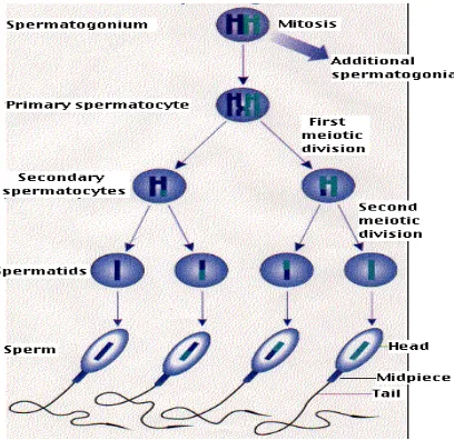 Gambar 2.4 Skema spermatogenesis 