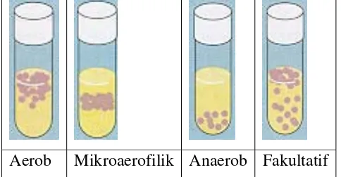 Gambar 2.3  Jenis-jenis mikroba berdasarkan kebutuhan oksigen 