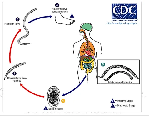 Figure 1. The life cycle of the human hookworms as presented by www.cdc.gov/parasites/hookworm/biology.html  Hookworm eggs are passed in the stool and larvae hatch in 1 to 2 days (1)