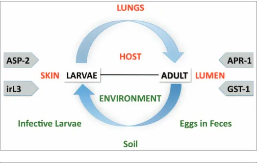 Figure 3. the strategy for a human hookworm vaccine. our previous strategy focused on excretory/secretory factors from the infective larval stage (l3)
