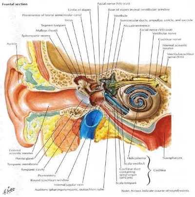 Gambar 2.1. Anatomi Telinga ( Netter, 2011)  