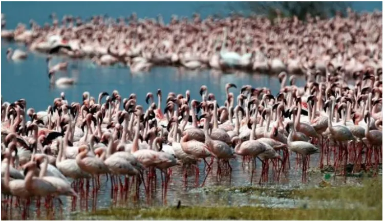 Gambar 2.1. Populasi Burung Flamingo