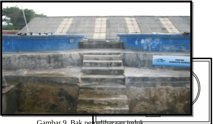 Gambar 9. Bak pemeliharaan induk