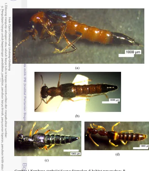 Gambar 1 Kumbang staphylinid yang ditemukan di habitat persawahan: P. 