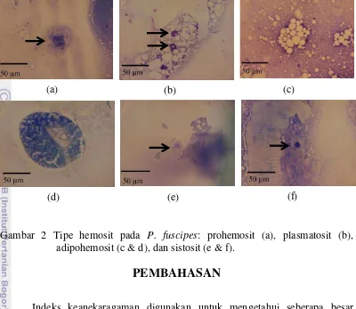 Gambar 2 Tipe hemosit pada P. fuscipes: prohemosit (a), plasmatosit (b), 