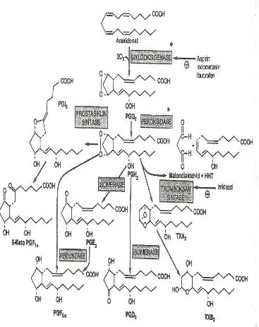 Gambar 2.2. Proses peroksidasi melalui jalur siklooksigenase arakidonat menjadi  