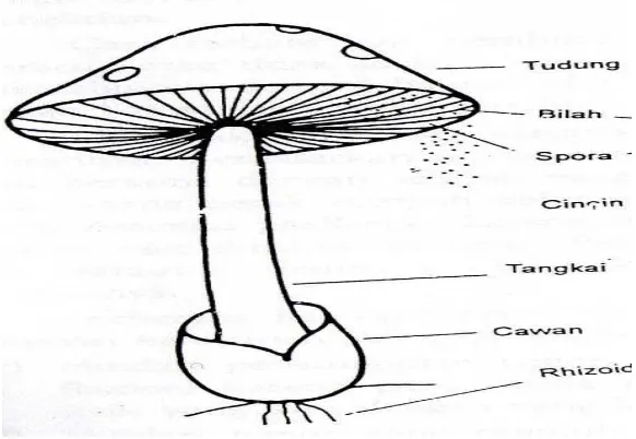 Gambar 1. Bagian-bagian dari jamur merang 