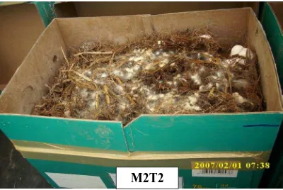 Gambar 7. Gambar Kotak perlakuan M2T1 dan M2T2  