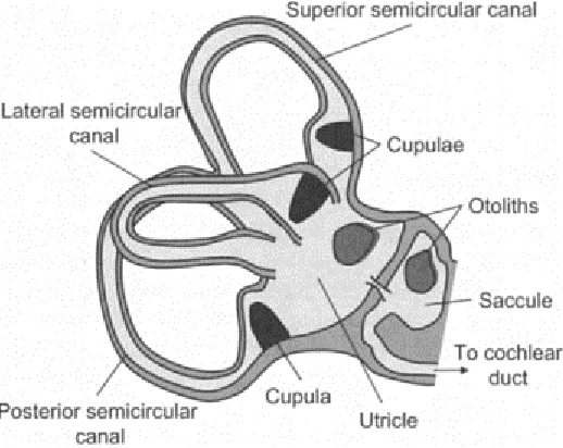FIGURE 2.1 Anatomy of the vestibular complex, located in the inner ear. 
