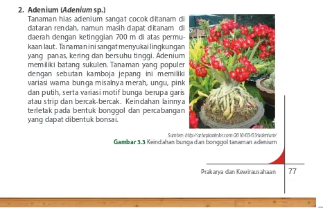 Gambar 3.2 Anggrek sebagai tanaman hias pot