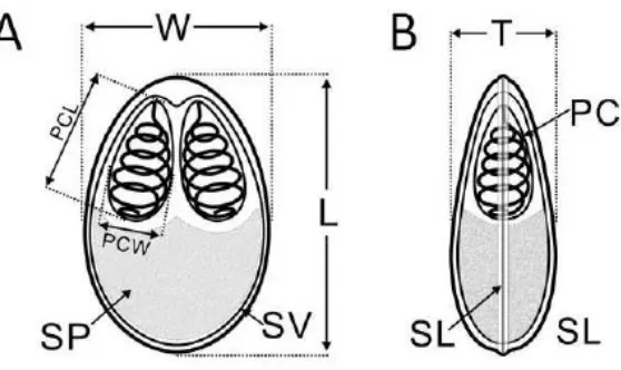 Gambar 2.2Spora Myxobolus. A. tampak depan, B. tampak samping, PC: kapsul 