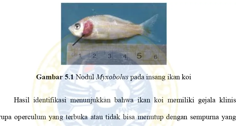 Gambar 5.1 Nodul Myxobolus pada insang ikan koi 