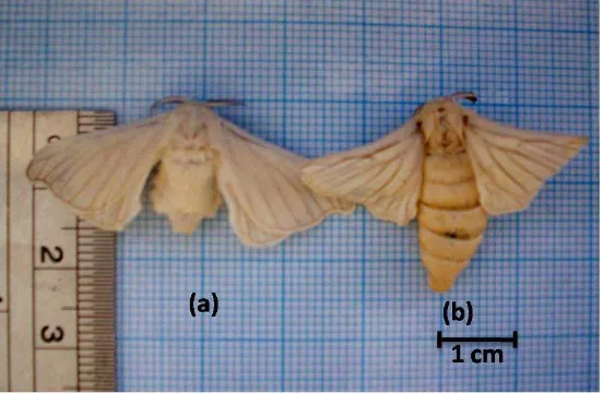 Gambar 2.2 Ngengat sutera Bombyx mori L. (a).  Ngengat Jantan, (b). Ngengat              Betina 