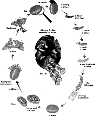 Gambar 2.3 Siklus Hidup Ulat Sutera Bombyx mori L. (Sumber.   http://img11 .images hack .us/i/silkworm.jpg/)  