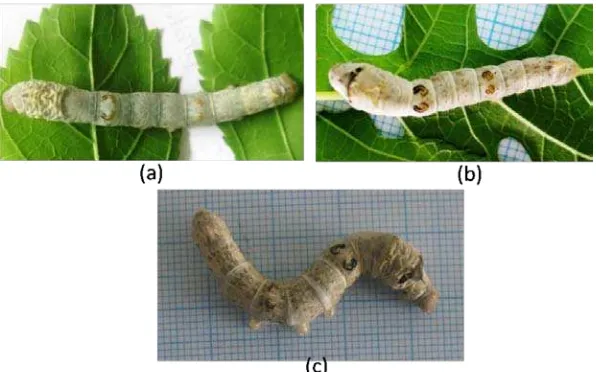 Gambar 4.2   Ulat sutera (Bombyx mori L.) instar V dengan warna tubuh; (a). Warna     tubuh normal, (b)