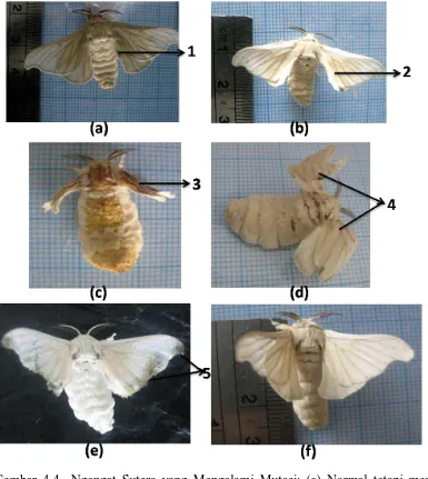 Gambar 4.4  Ngengat Sutera yang Mengalami Mutasi; (a) Normal tetapi memiliki   bercak, (b) Wrinkled wing, (c) Vestigial wing,  (d) Minute wing, dan  (e) Normal tetapi sayap  berwarna hitam, (f) Ngengat normal; 1