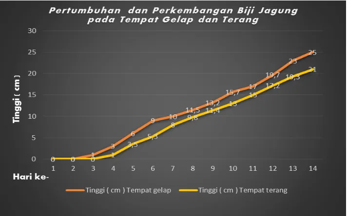 Tabel hasil penelitian biji jagung di tempat gelap dan terang