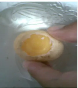 Gambar embrio ayam umur 24 jam yang sudah dibuka cangkangnya
