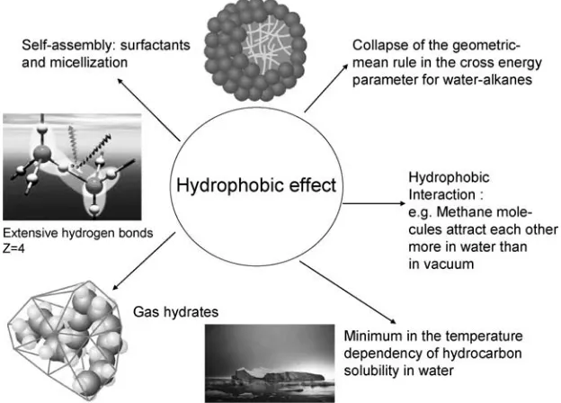 Figure 2.6Some implications of the hydrophobic effect, one of the most unique properties of water molecules