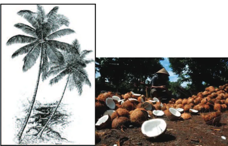 Gambar pohon kelapa