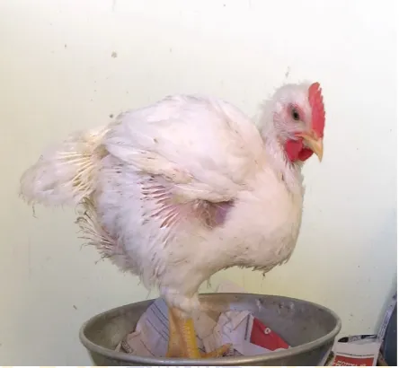 Gambar 2.1 Ayam Broiler. Sumber: dokumentasi pribadi (2015)