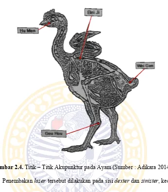 Gambar 2.4. Titik – Titik Akupunktur pada Ayam (Sumber : Adikara 2014)
