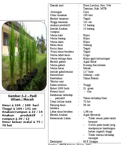 Tabel 3.  Deskripsi padi ‘merah’ dari kecamatan Lorulung, Kabupaten MTB 