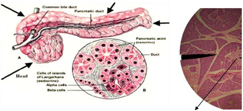 Gambar 2.2  Anatomi kelenjar pankreas (Sherwood, 2001)  