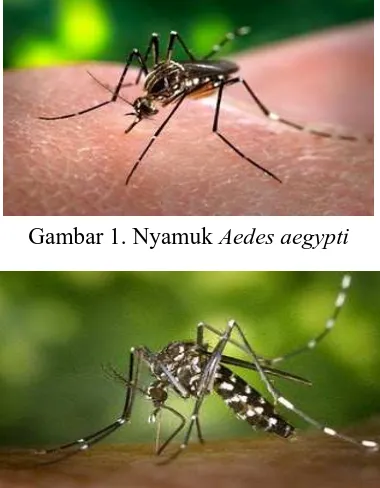 Gambar 1. Nyamuk Aedes aegypti 