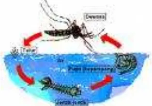 Gambar 3. Siklus hidup Nyamuk Aedes spp 