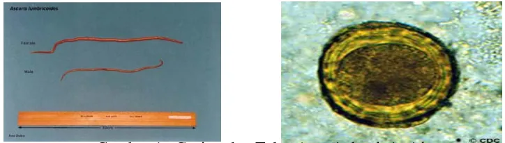 Gambar 1.  Cacing dan Telur Ascaris lumbricoides 