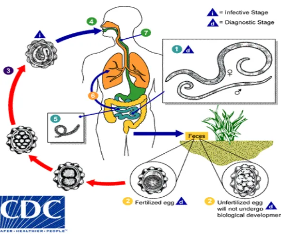 Gambar 2.  Siklus hidup cacing A lumbricoides 