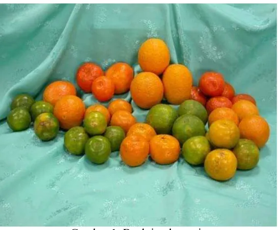 Gambar 1. Buah jeruk manis 